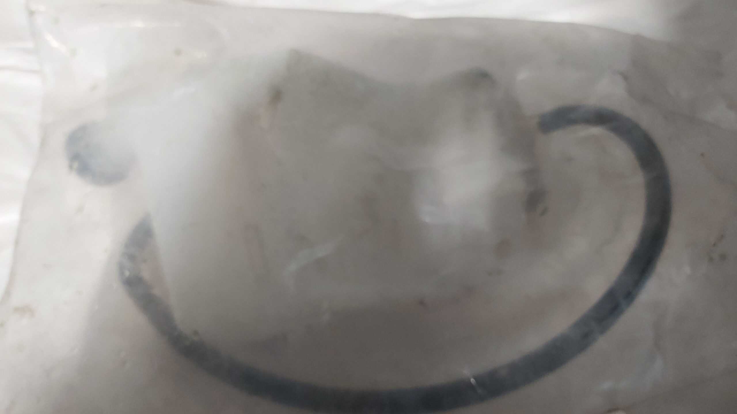 2001 - 2020 Suzuki Boulevard,Volusia 800 Reservoir Tank - Image 3